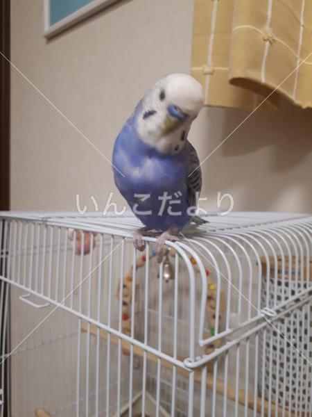 コメントの画像