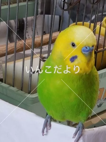 コメントの画像