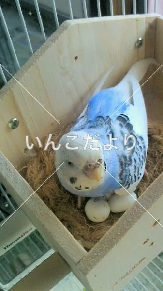 コメントの画像