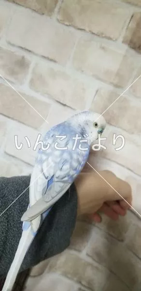 コメントの画像