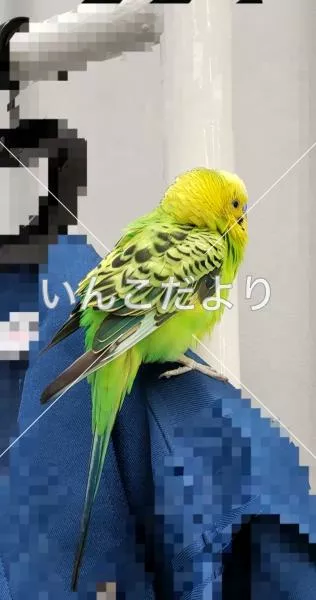 コメントの画像