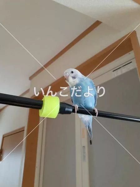 コメントの画像