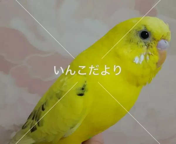 コメントの画像