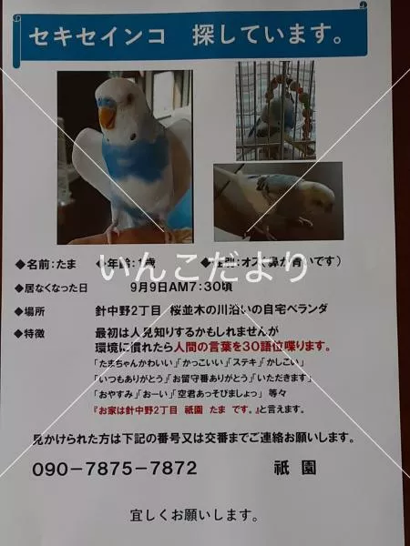 コメントの画像