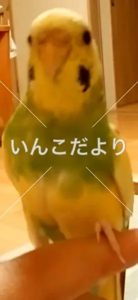 コメントの画像