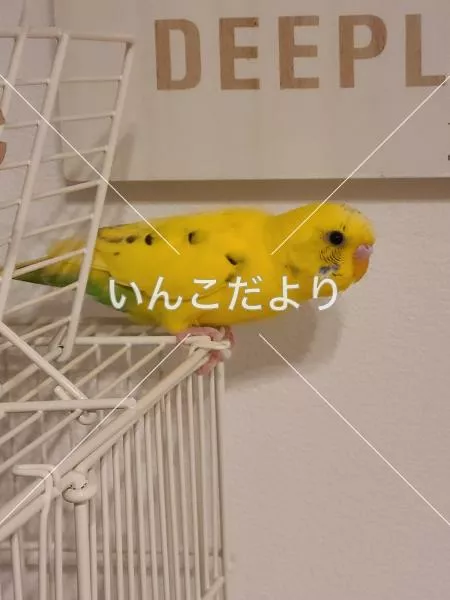 コメントの画像