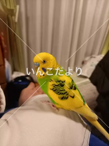 コメントの画像