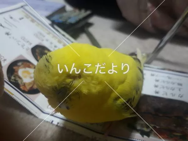 コメントの画像