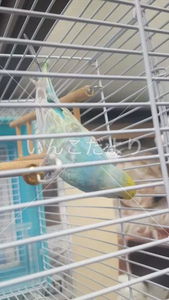 コメントの画像