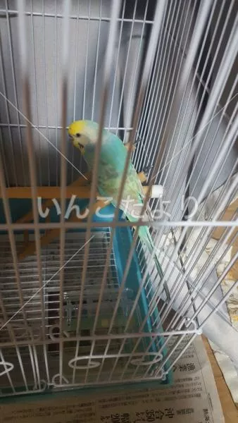 コメントの画像