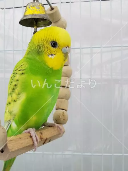 コメントの画像