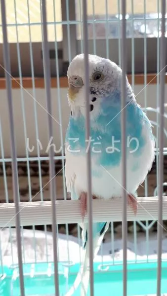 コメントの画像