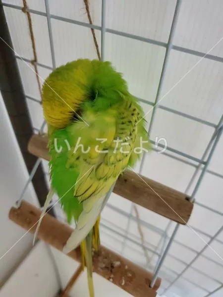 コメントの画像