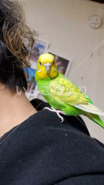 コメントの画像