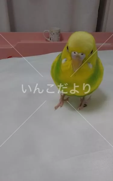 コメントの画像