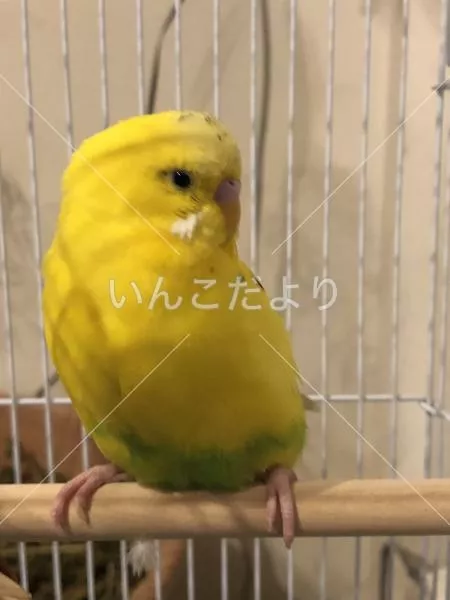 コメントの画像