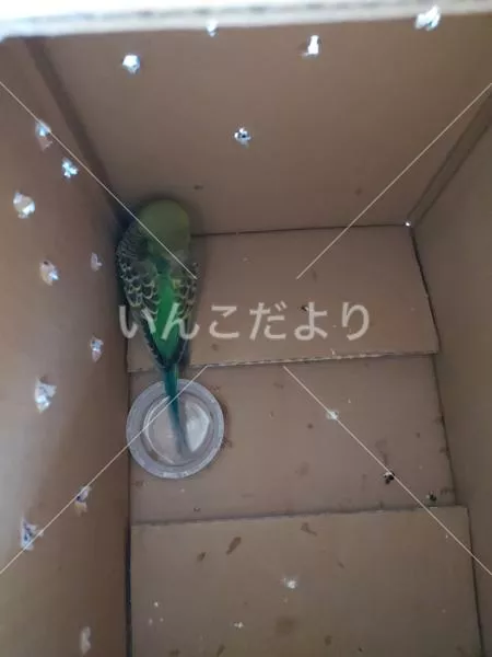 コメントの画像