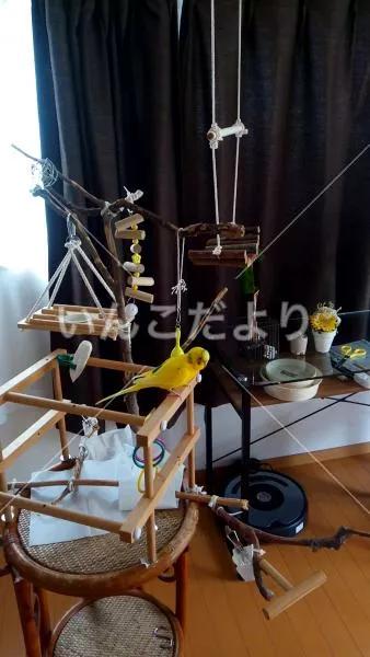 コメントの画像