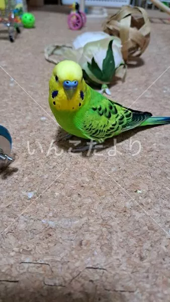 コメントの画像