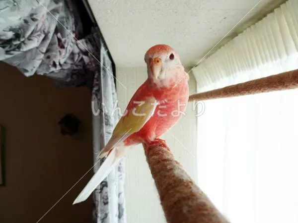 コメントの画像