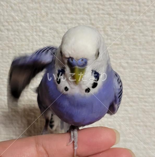 コメントの画像