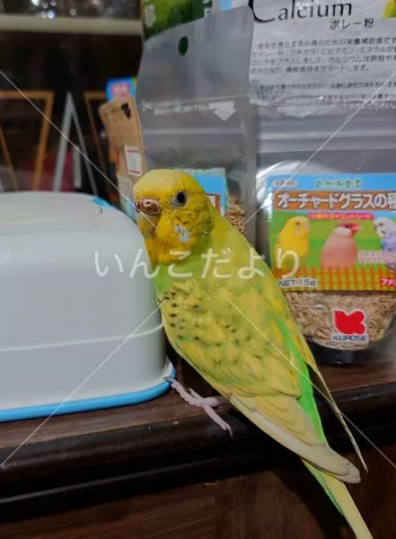 コメントの画像