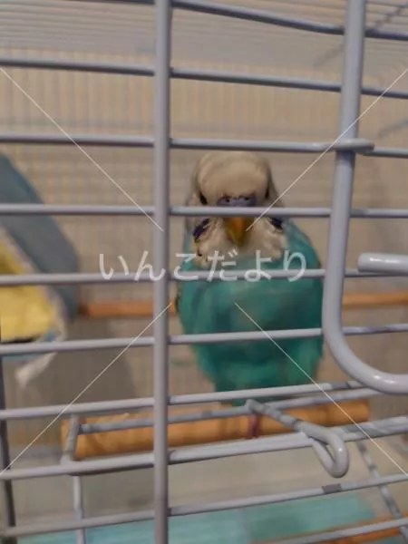 コメントの画像