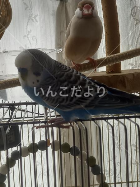 コメントの画像