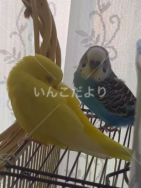 コメントの画像