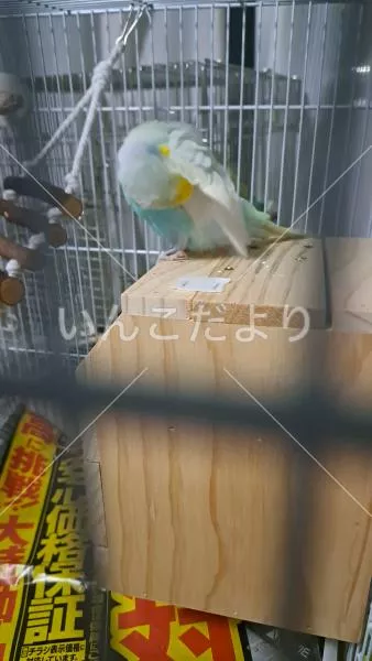 コメントの画像