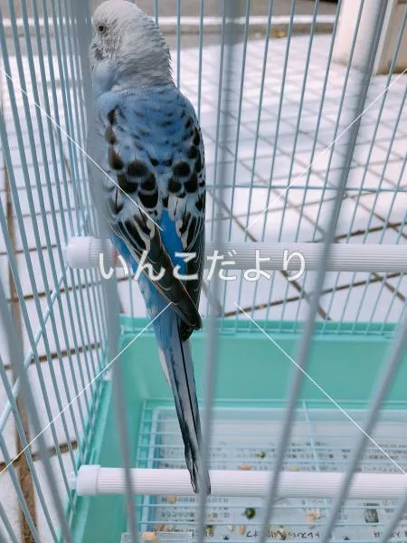 コメントの画像