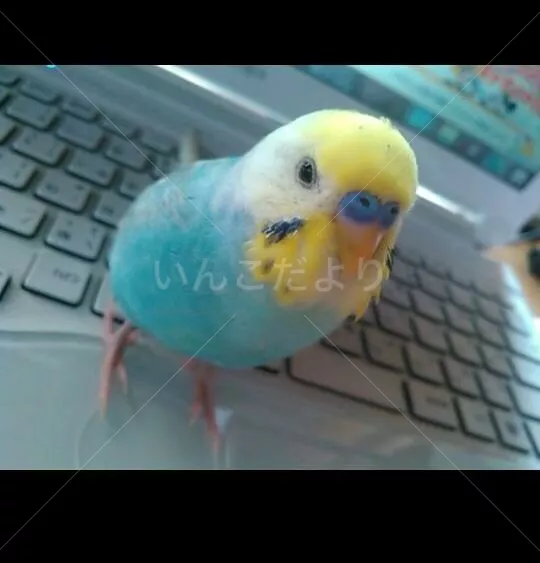 コメントの画像