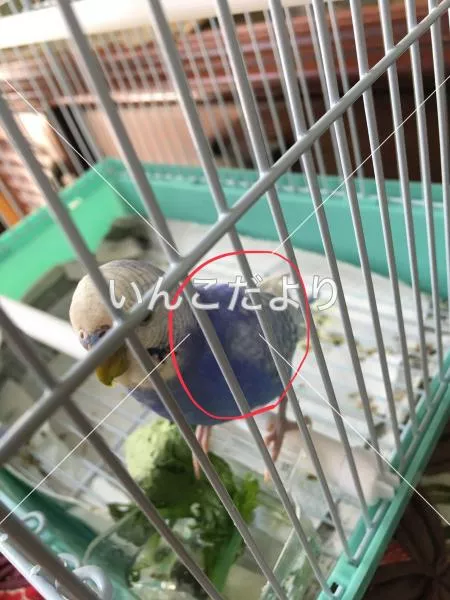 コメントの画像