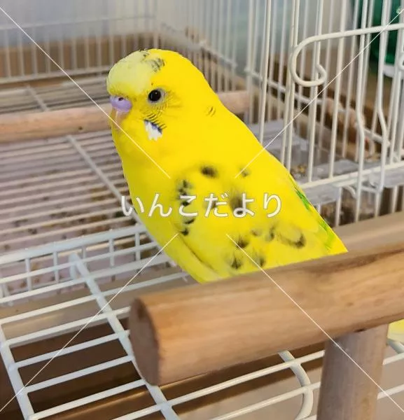 コメントの画像