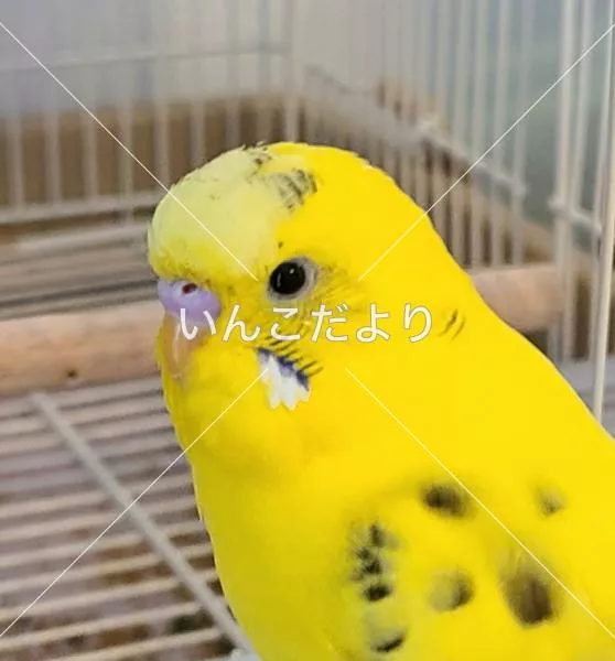 コメントの画像