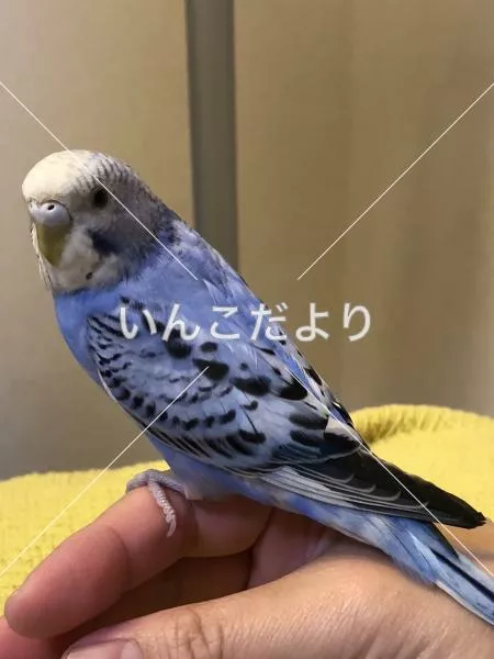 コメントの画像