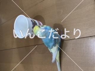 コメントの画像
