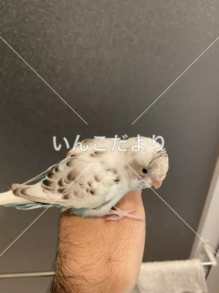 コメントの画像