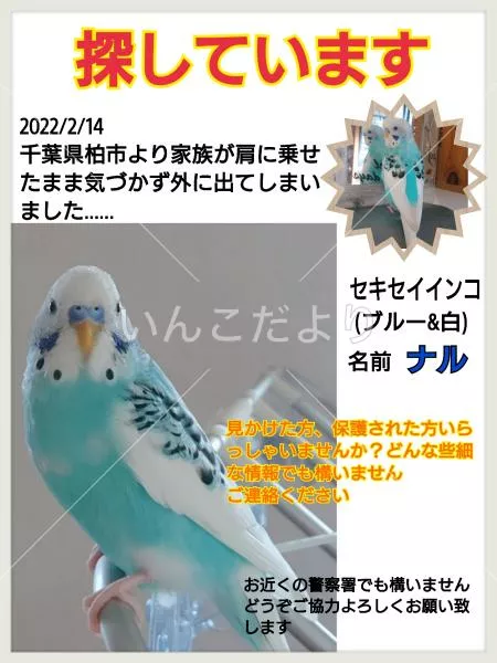 コメントの画像