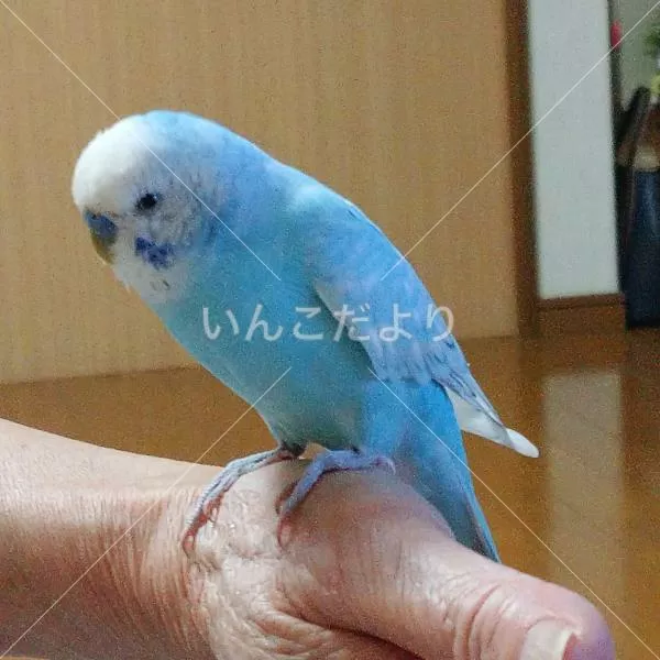 コメントの画像