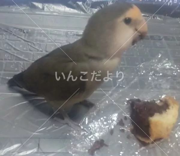 コメントの画像