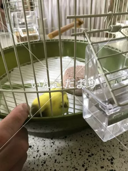 コメントの画像