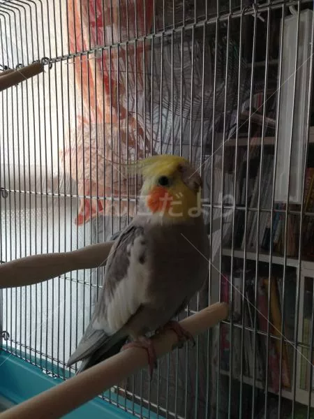 コメントの画像