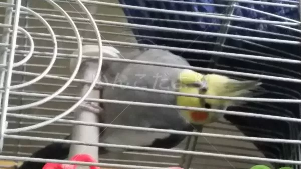 コメントの画像