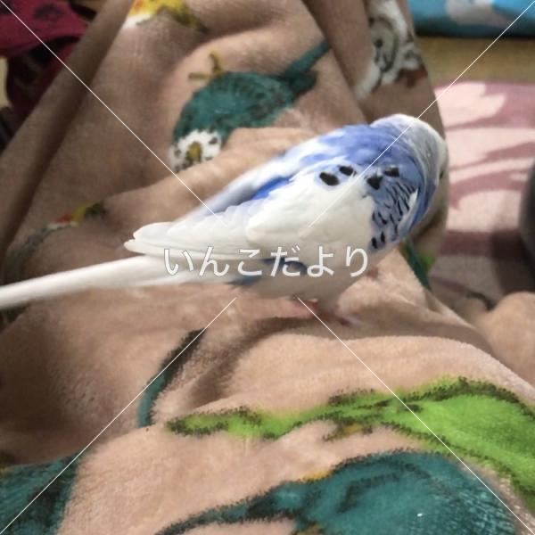 コメントの画像