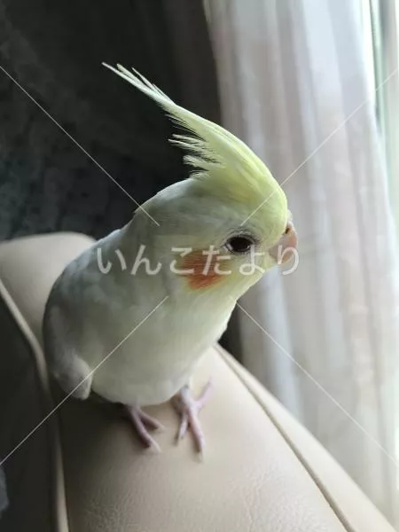 コメントの画像