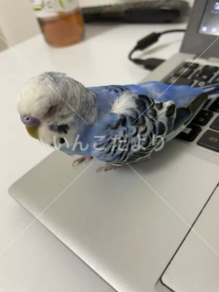 コメントの画像