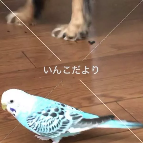 コメントの画像