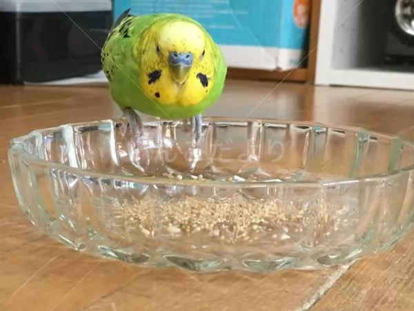 コメントの画像