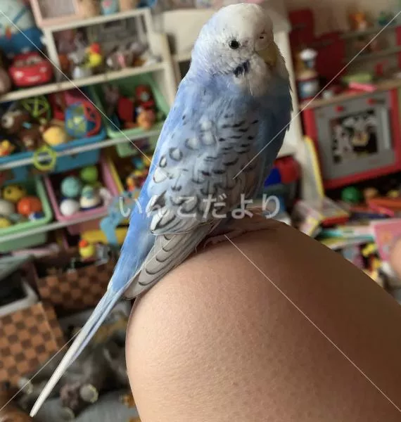 コメントの画像